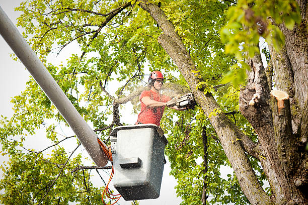 Best Commercial Tree Services  in Trucksville, PA